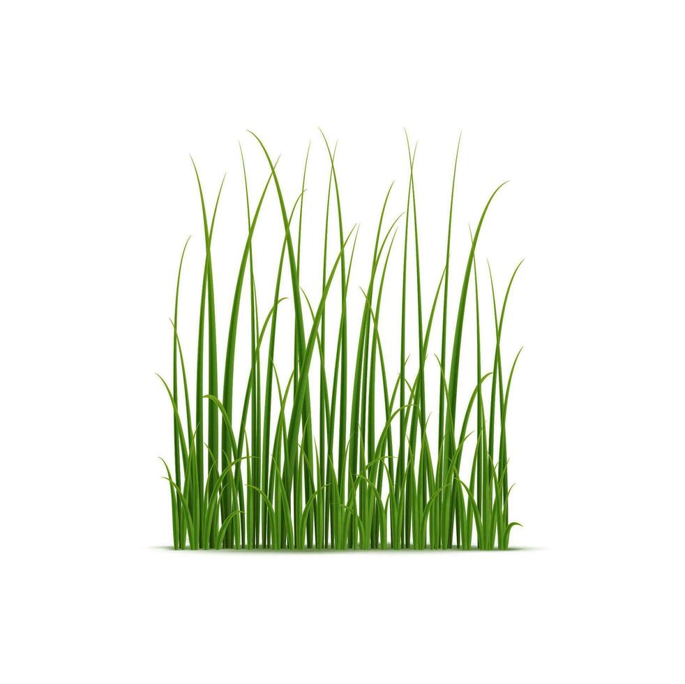 Realistic reed, sedge and grass, aquatic plant vector