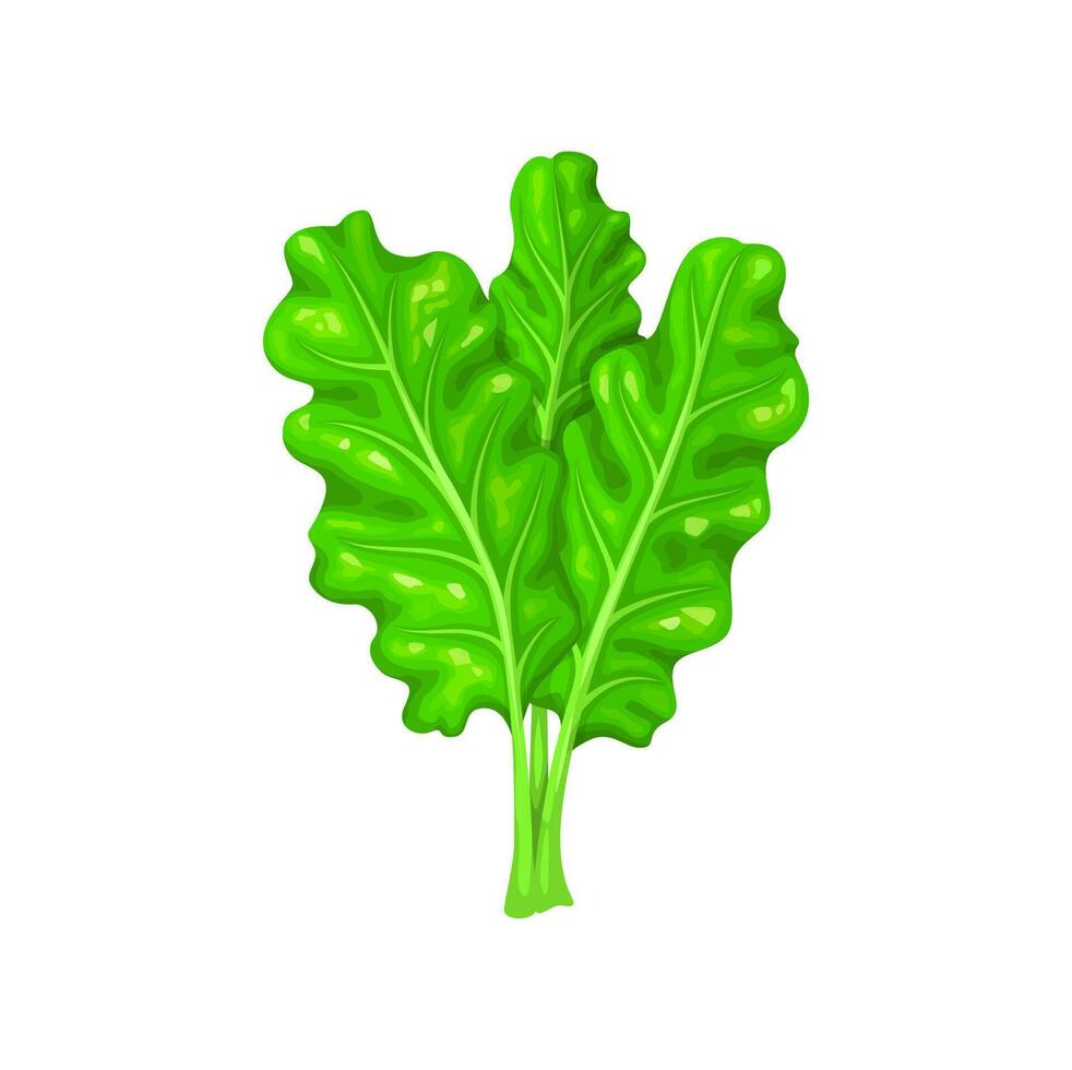 dibujos animados acelga ensalada, granja Fresco vegetal vector