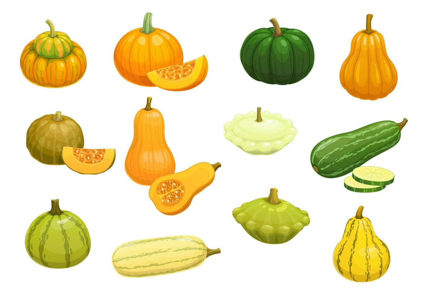 Cartoon raw zucchini, pumpkin, squash, butternut vector