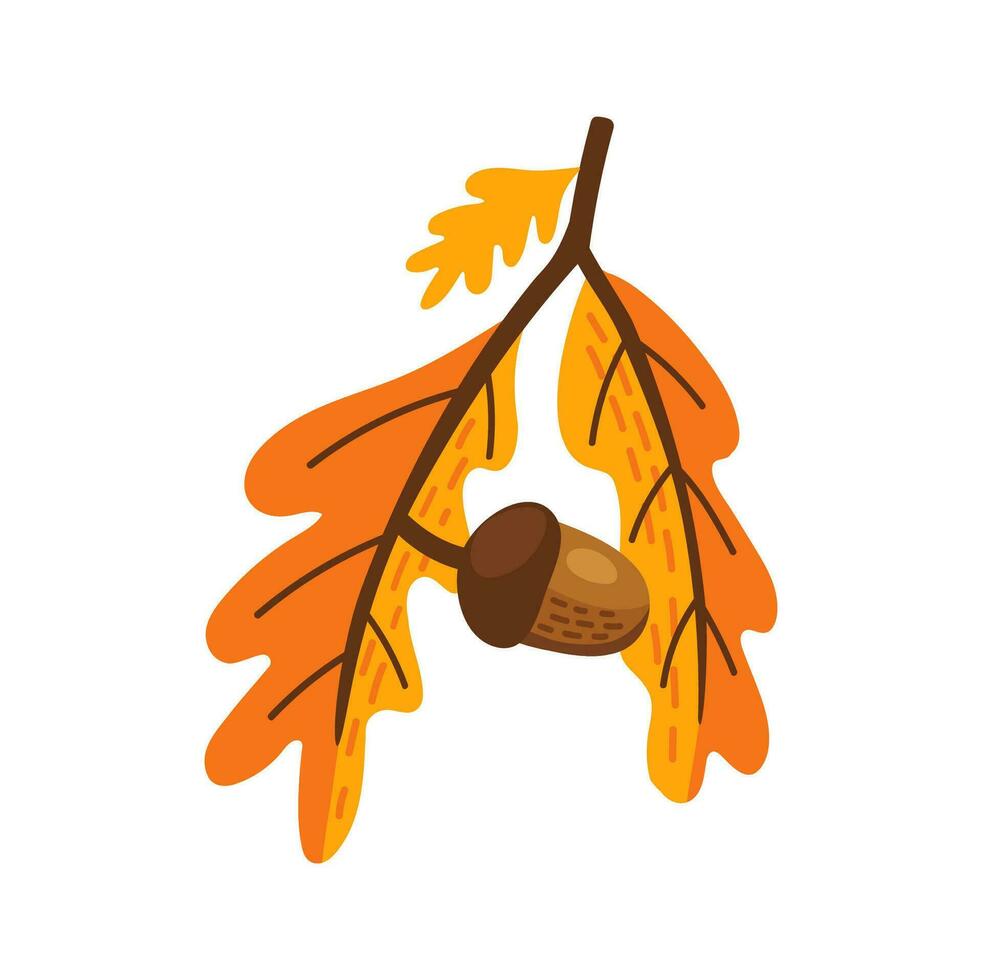 Letter A autumn oak tree branch with acorns vector