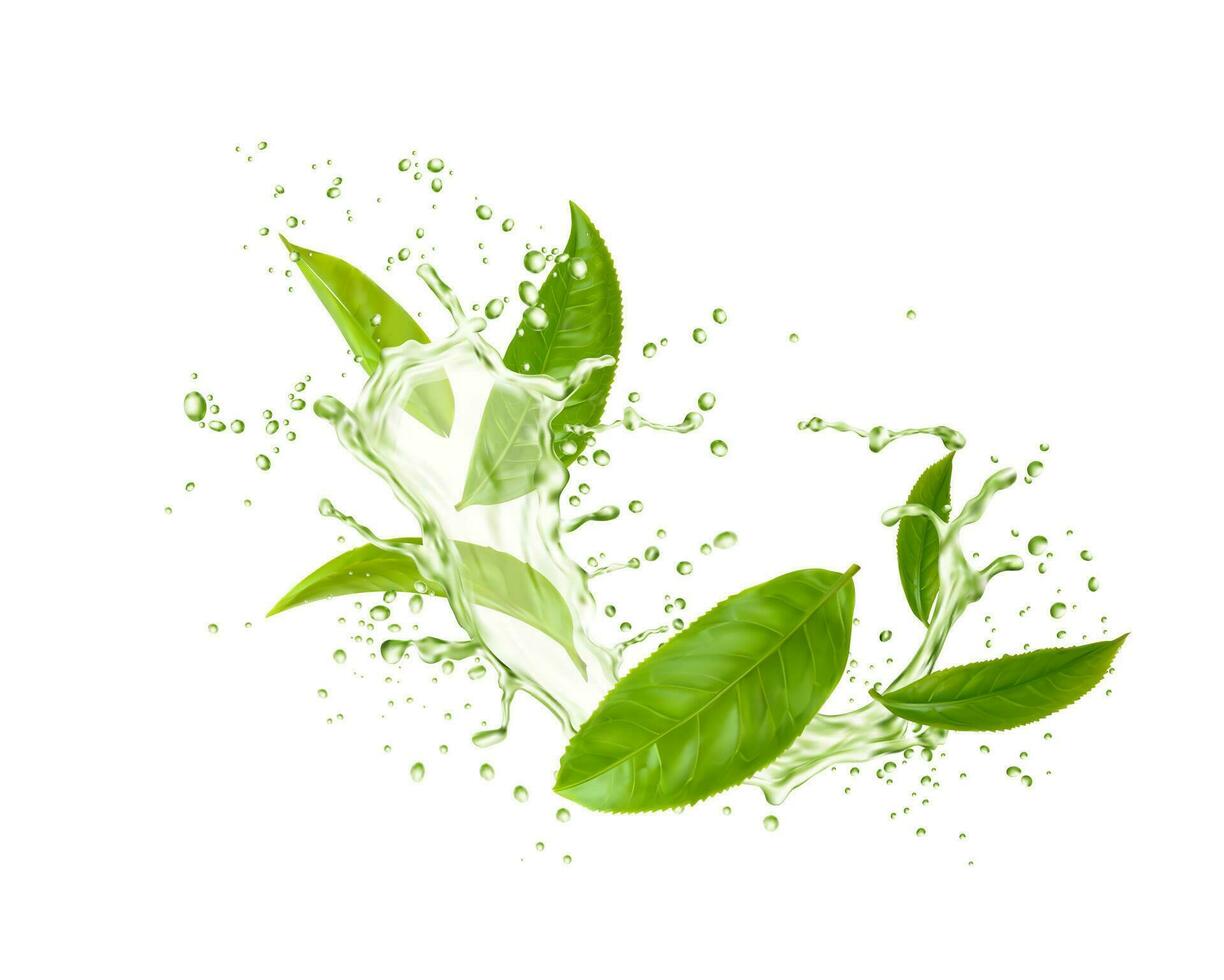 Green tea leaves, wave splash and drops drink vector