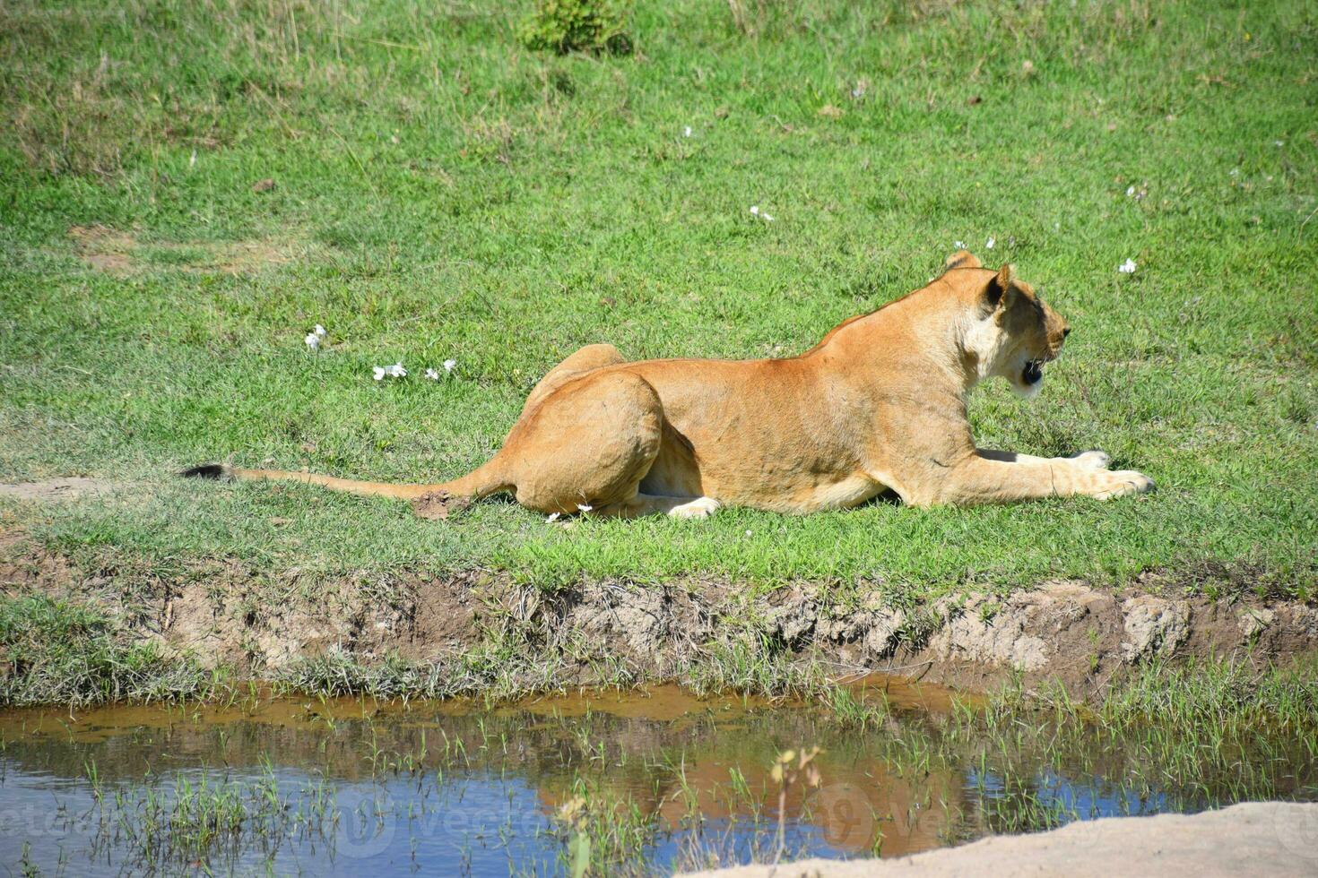 Animal on jungle photo