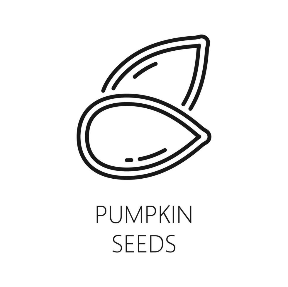 Gourd or pumpkin seed peeled, outline food snack vector