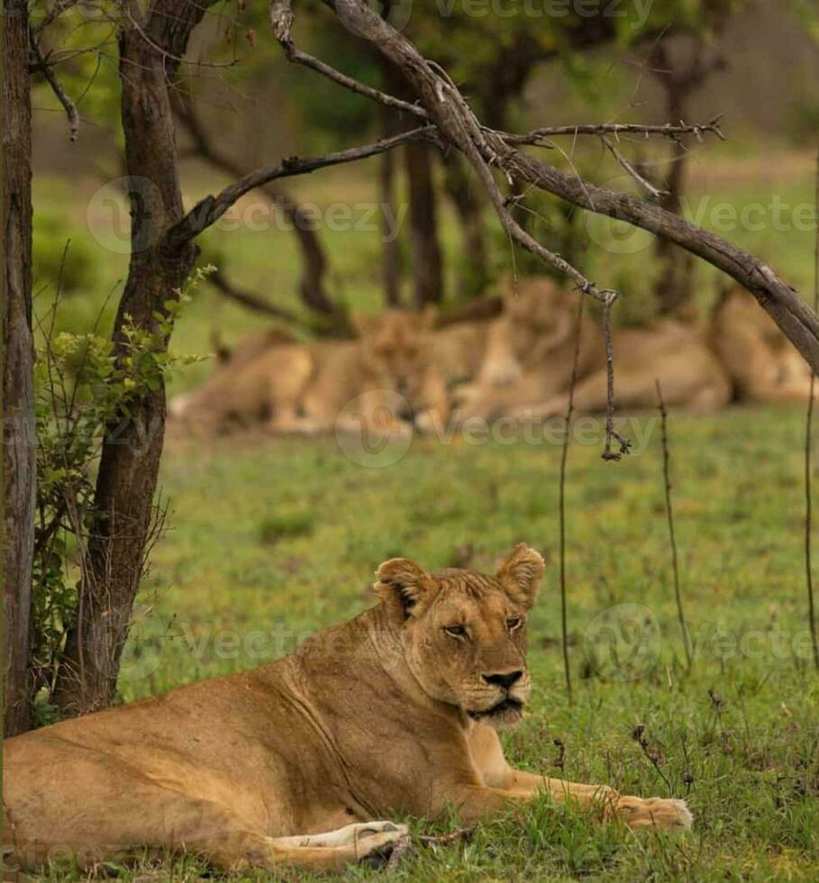 Animal on jungle photo