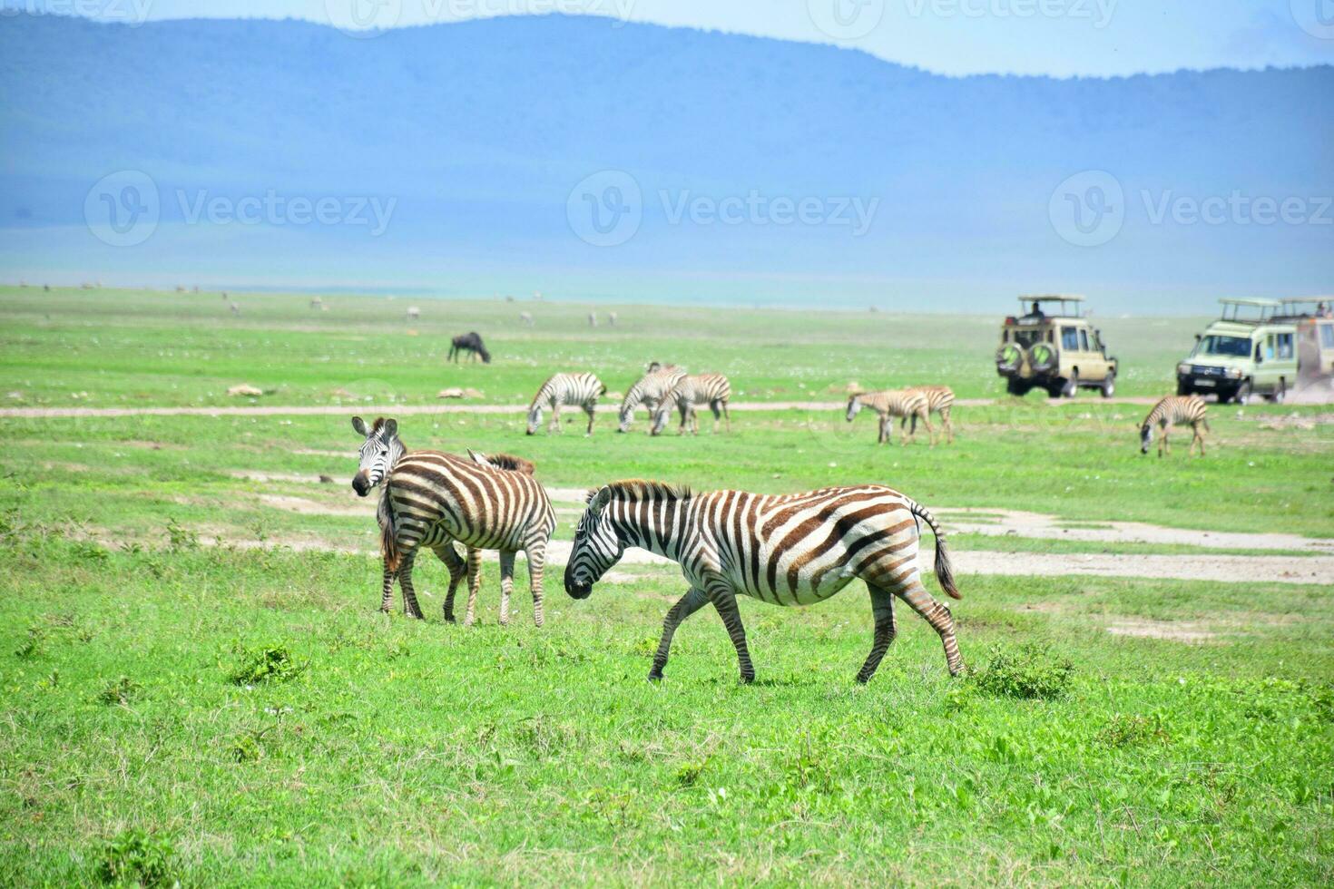 Animal on jungle photo