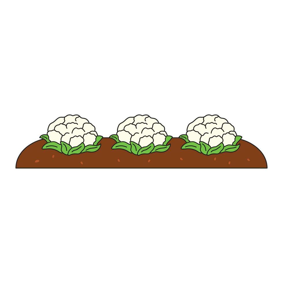 Kids drawing Cartoon Vector illustration cute garden with growing cauliflowers icon Isolated on White Background