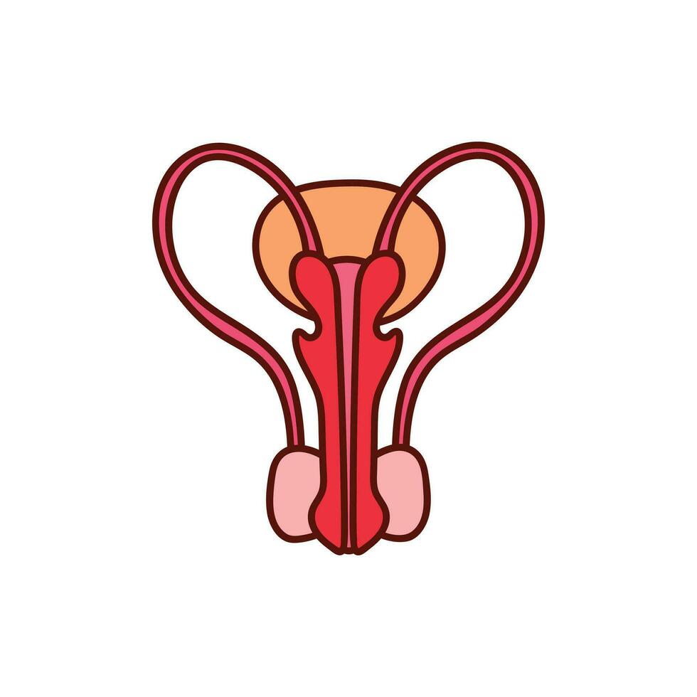 Kids drawing Cartoon Vector illustration male reproductive system icon Isolated on White Background