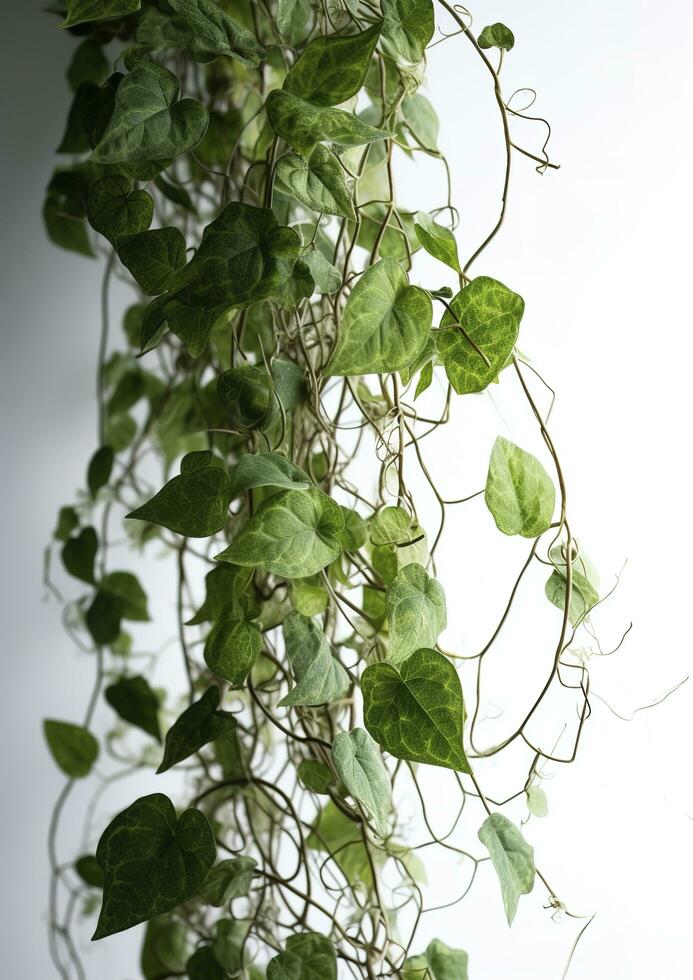 a green vertical vine with green leaves hanging, in the style of comfy core, white background, generate ai photo