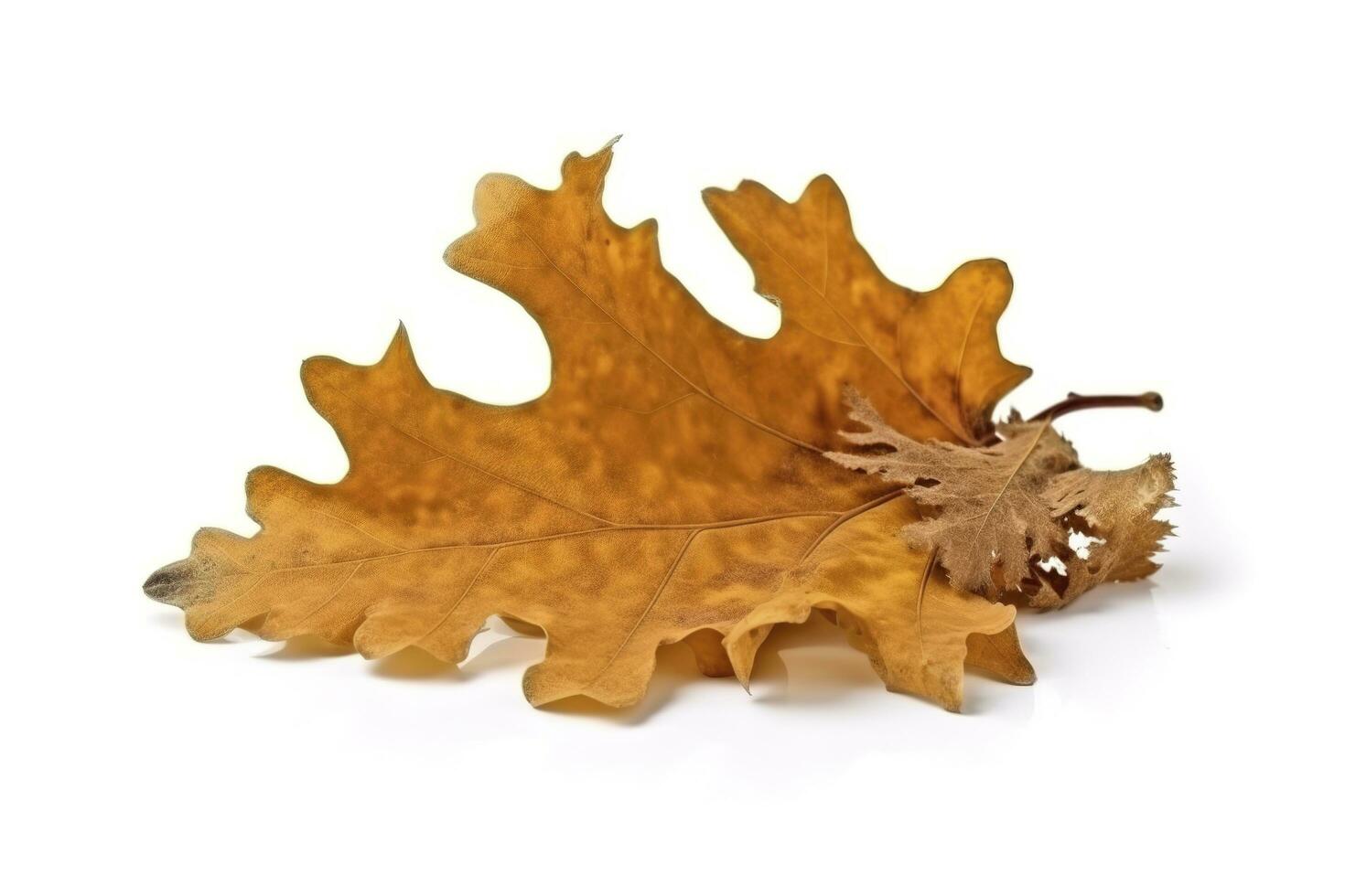 big dried autumn brown leaf on a white background , generate ai photo