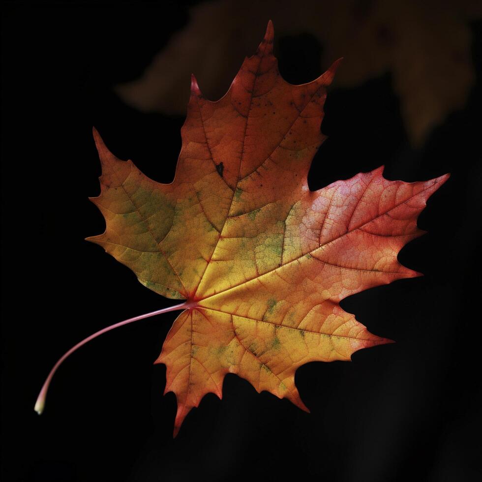 autumn maple leave in a row, vivid colors, panorama illustration on black background photo