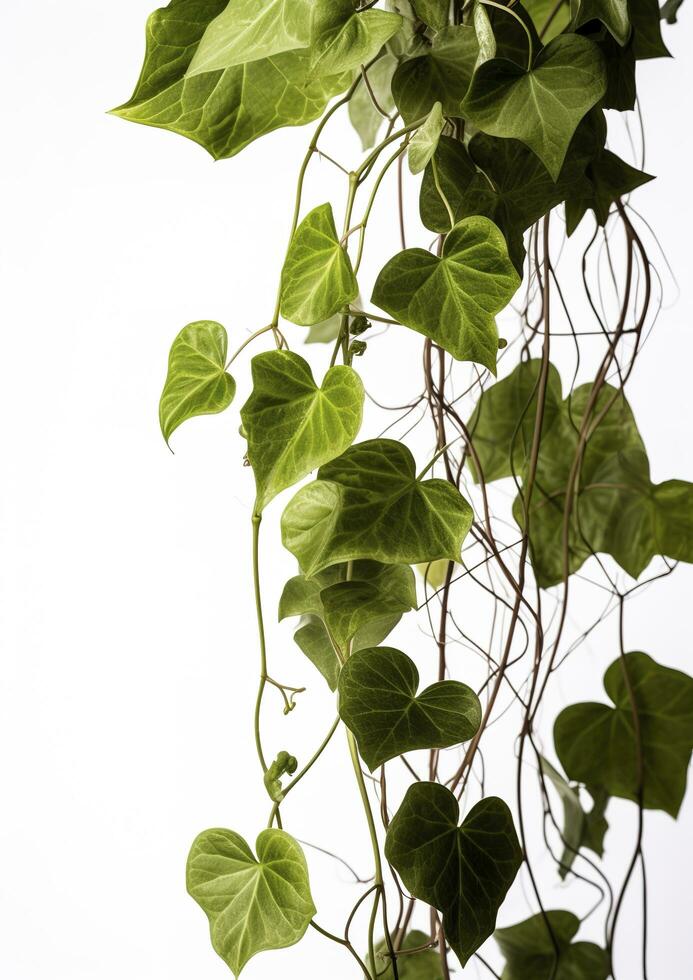 Hanging vine plant succulent leaves of Hoya, Dischidia ovata Benth, indoor houseplant isolated on white background, generate ai photo