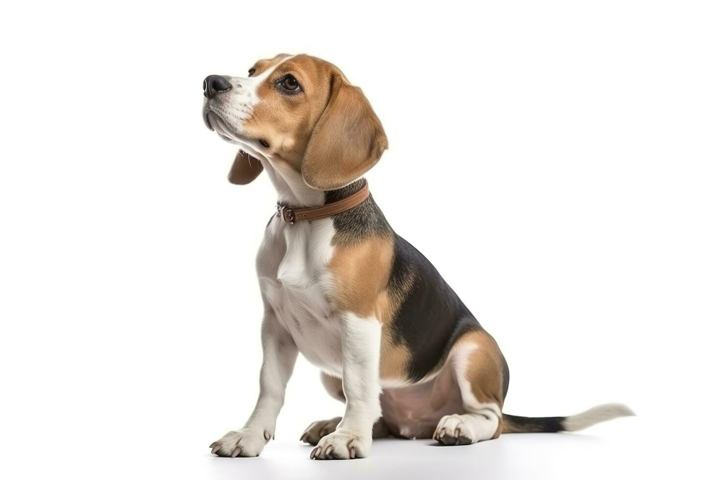 Studio shot of an adorable Dachshund looking curiously at the camera, generate ai photo