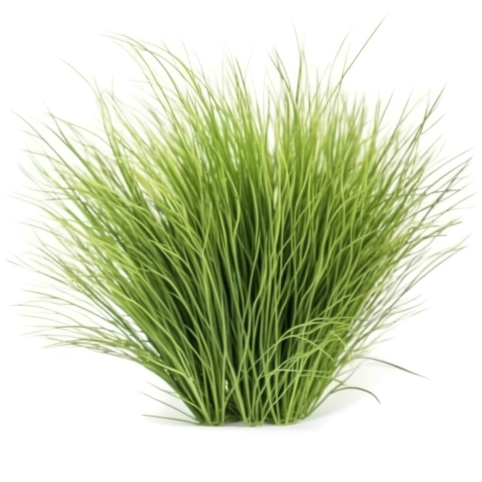 GREEN ornamental grass isolated on white backgroundi, generate ai photo