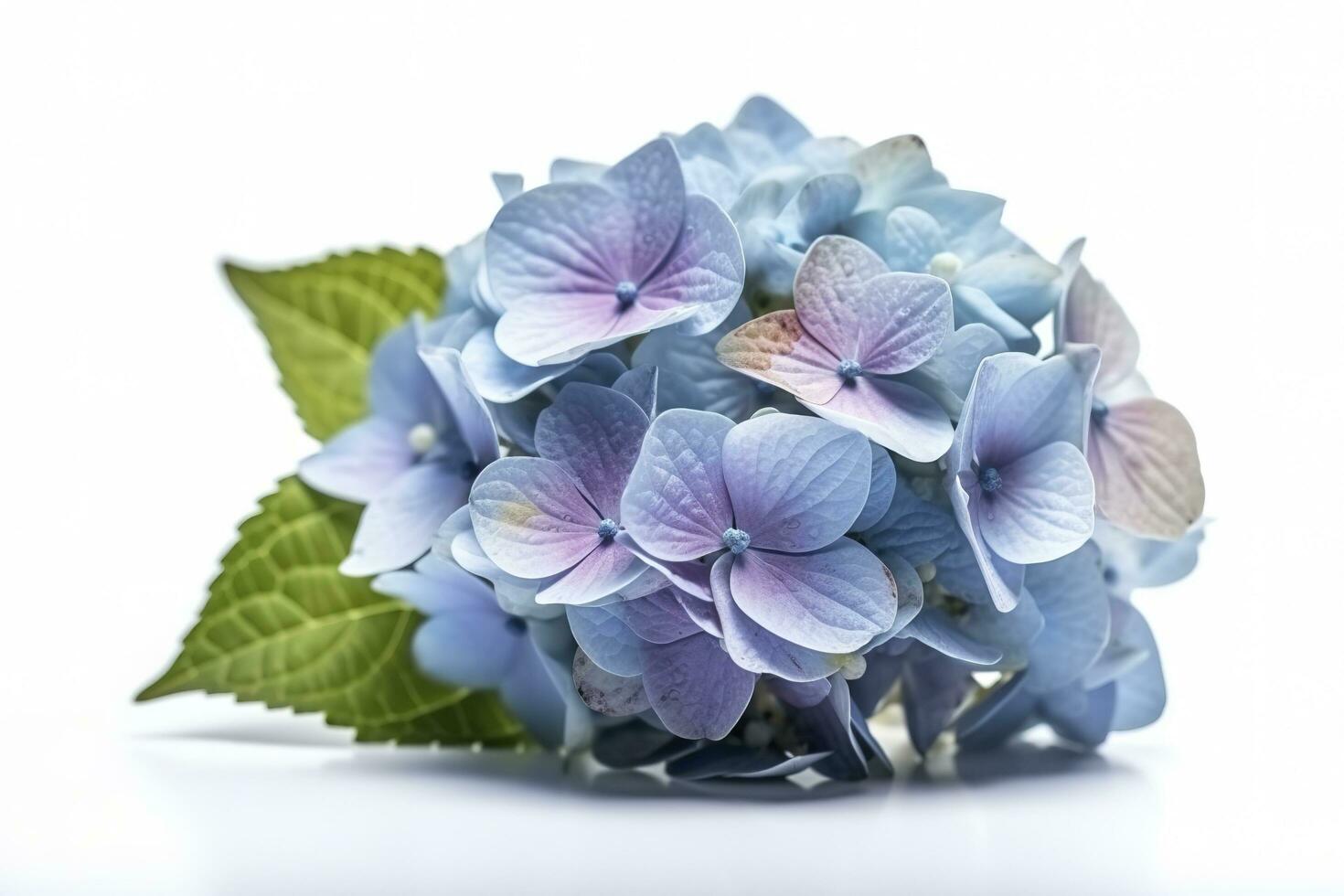 Hydrangea Blossom, Weltfrauentag Means International Womens Day , isolated on white background, generate ai photo