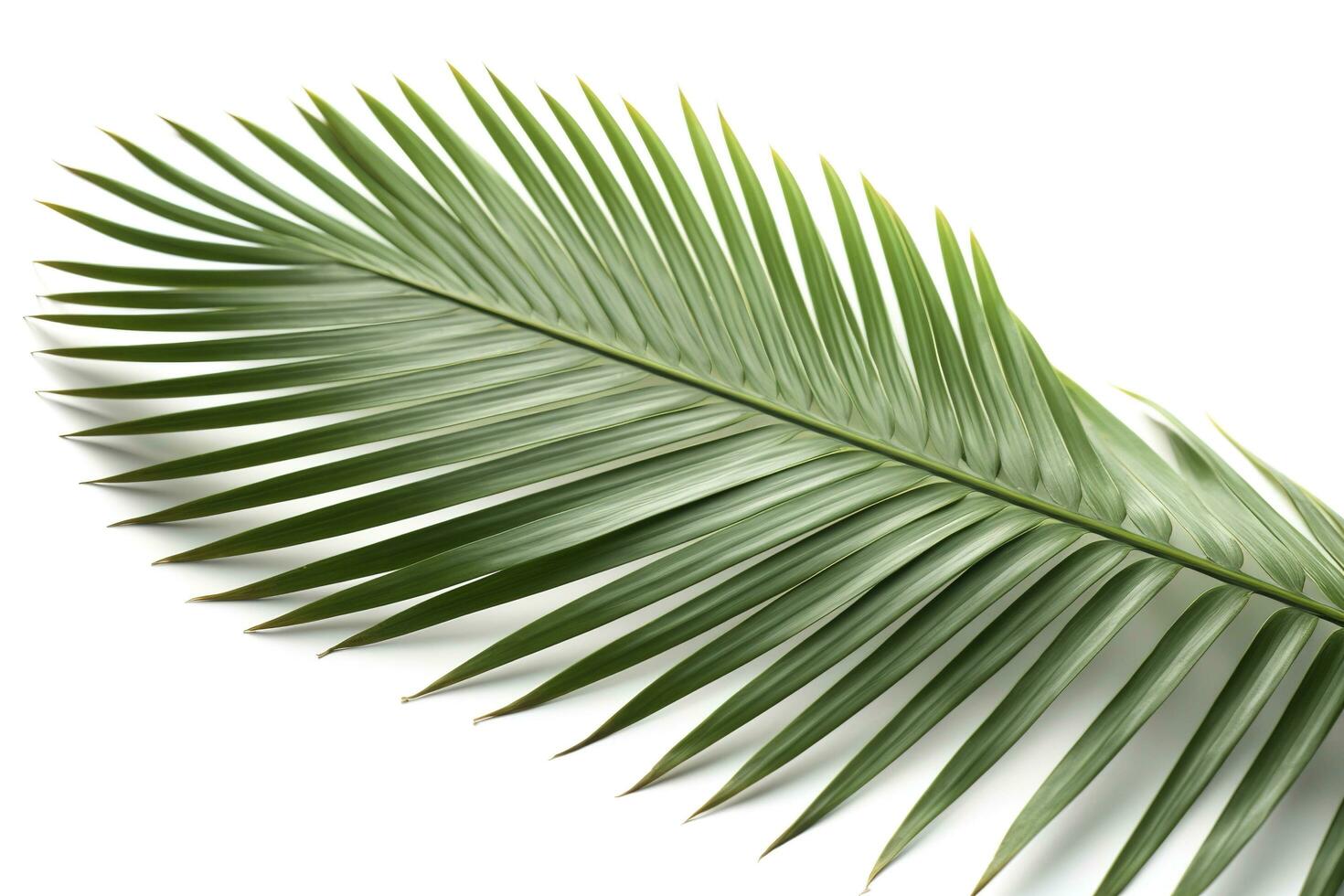 Natural palm tree leaf isolated on White background , generate ai photo