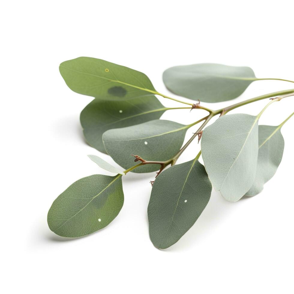 Eucalyptus branch isolated on white background. Flat lay, top view. floral concept, generate ai photo