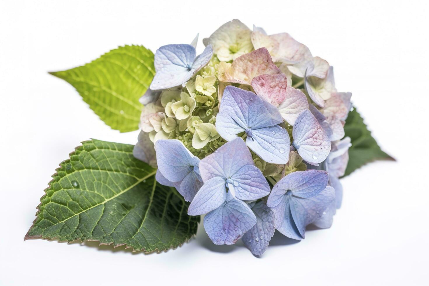 Hydrangea Blossom, Weltfrauentag Means International Womens Day , isolated on white background, generate ai photo