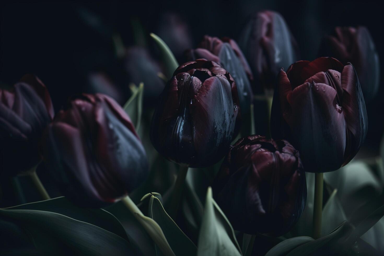 Black tulips on black background. Minimalistic contemporary bunch of elegant spring flowers. image. photo