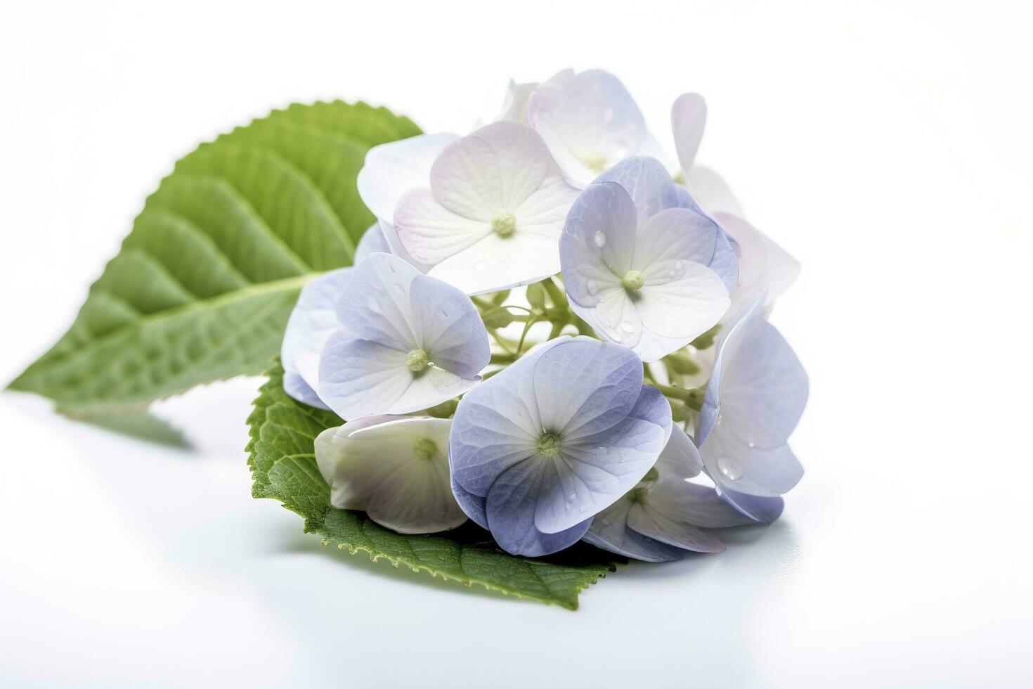Hydrangea Blossom, Weltfrauentag Means International Womens Day , isolated on white background, generate ai photo