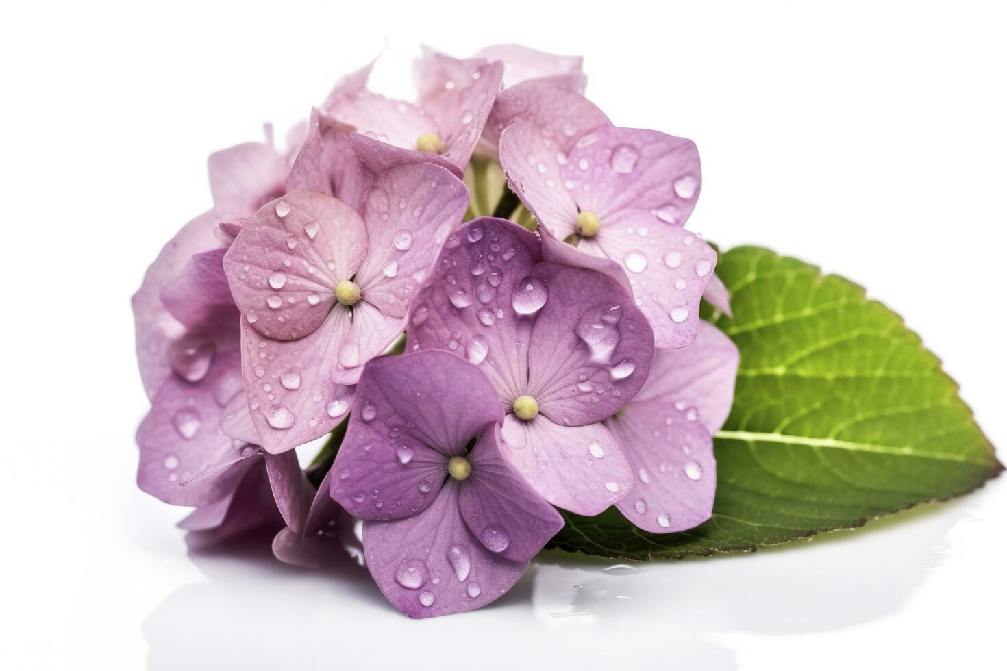 Hydrangea Blossom, Weltfrauentag Means International Womens Day , isolated on white background, generate ai photo