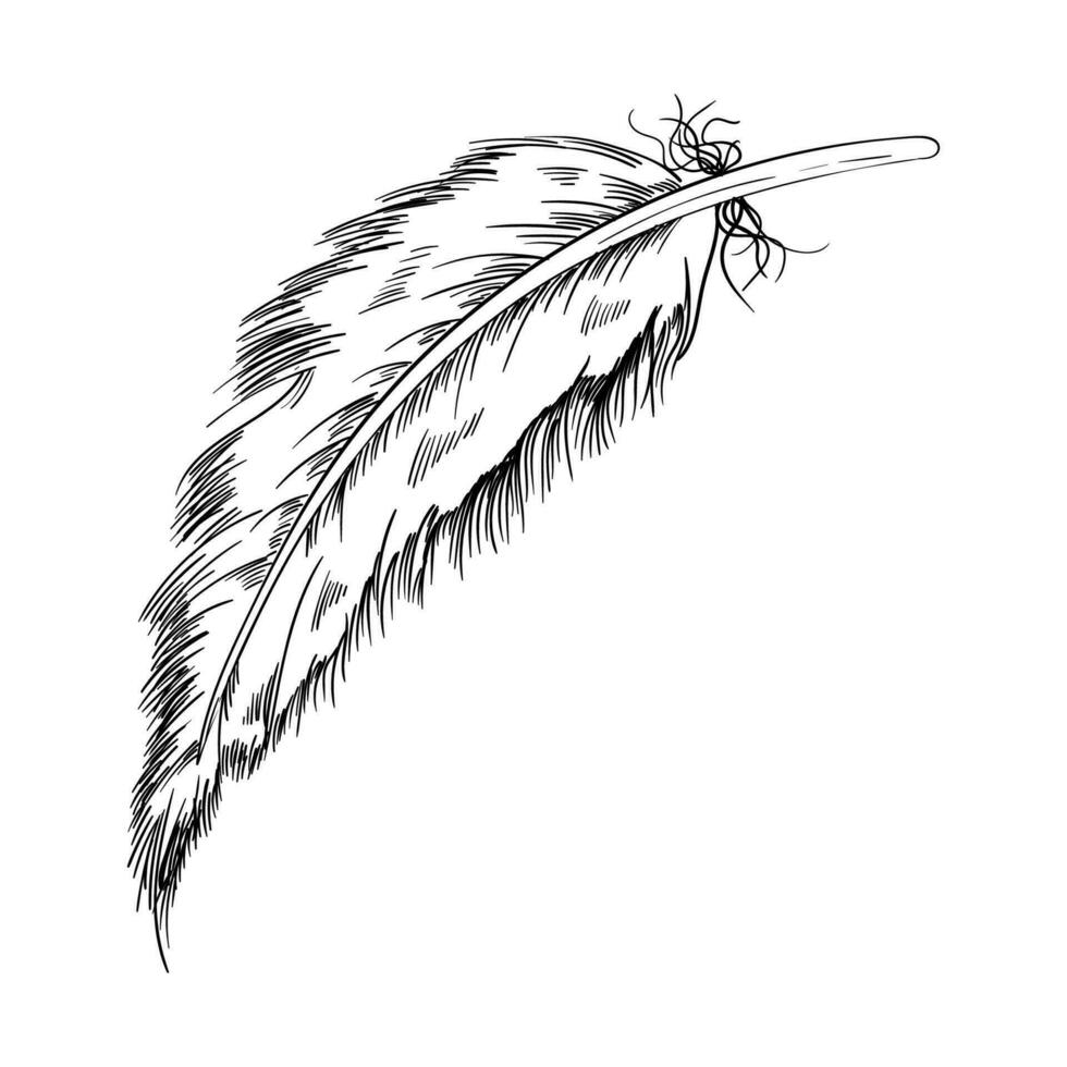 Bird feather vector illustration. Hand drawn feather illustration. Bird plumage sketch. Writing pen. Vector Boho element. Old bird feathering silhouette. Black and white plumage element