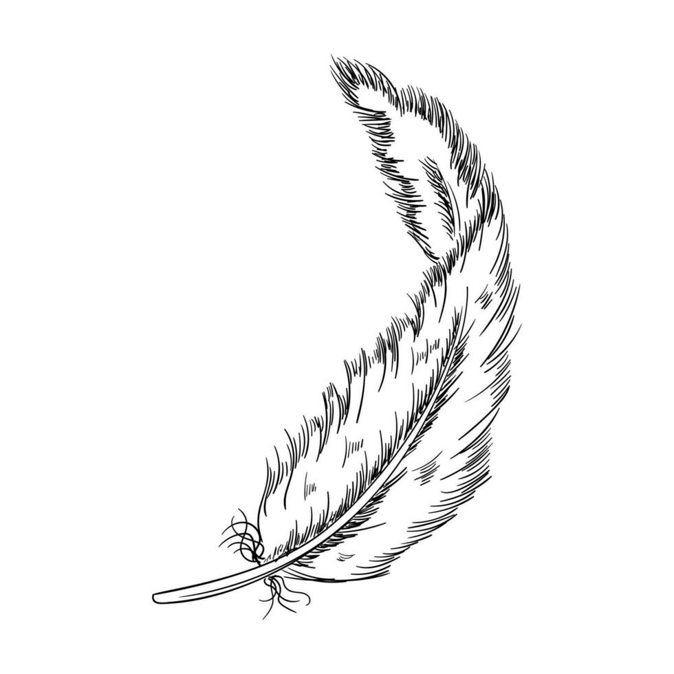 Bird feather vector illustration. Hand drawn feather illustration. Bird plumage sketch. Writing pen. Vector Boho element. Old bird feathering silhouette. Black and white plumage element