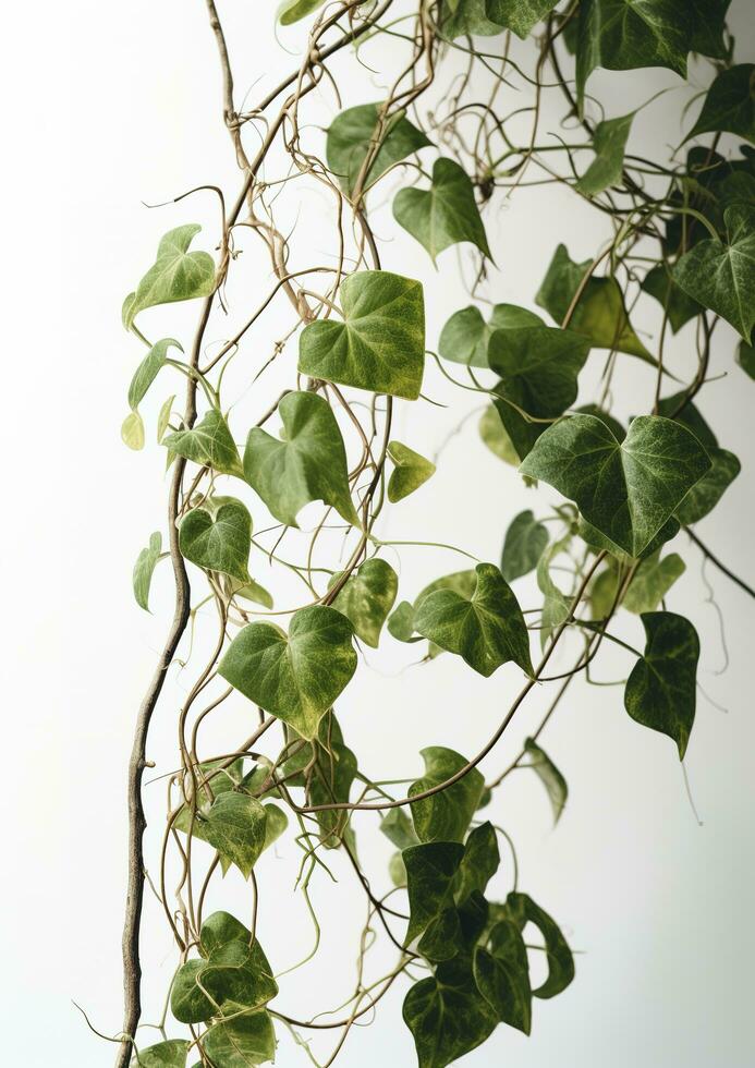 a green vertical vine with green leaves hanging, in the style of comfy core, white background, generate ai photo