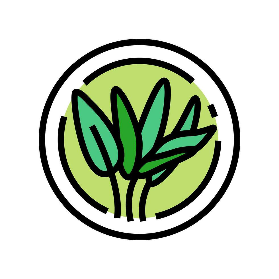 sage cosmetic plant color icon vector illustration