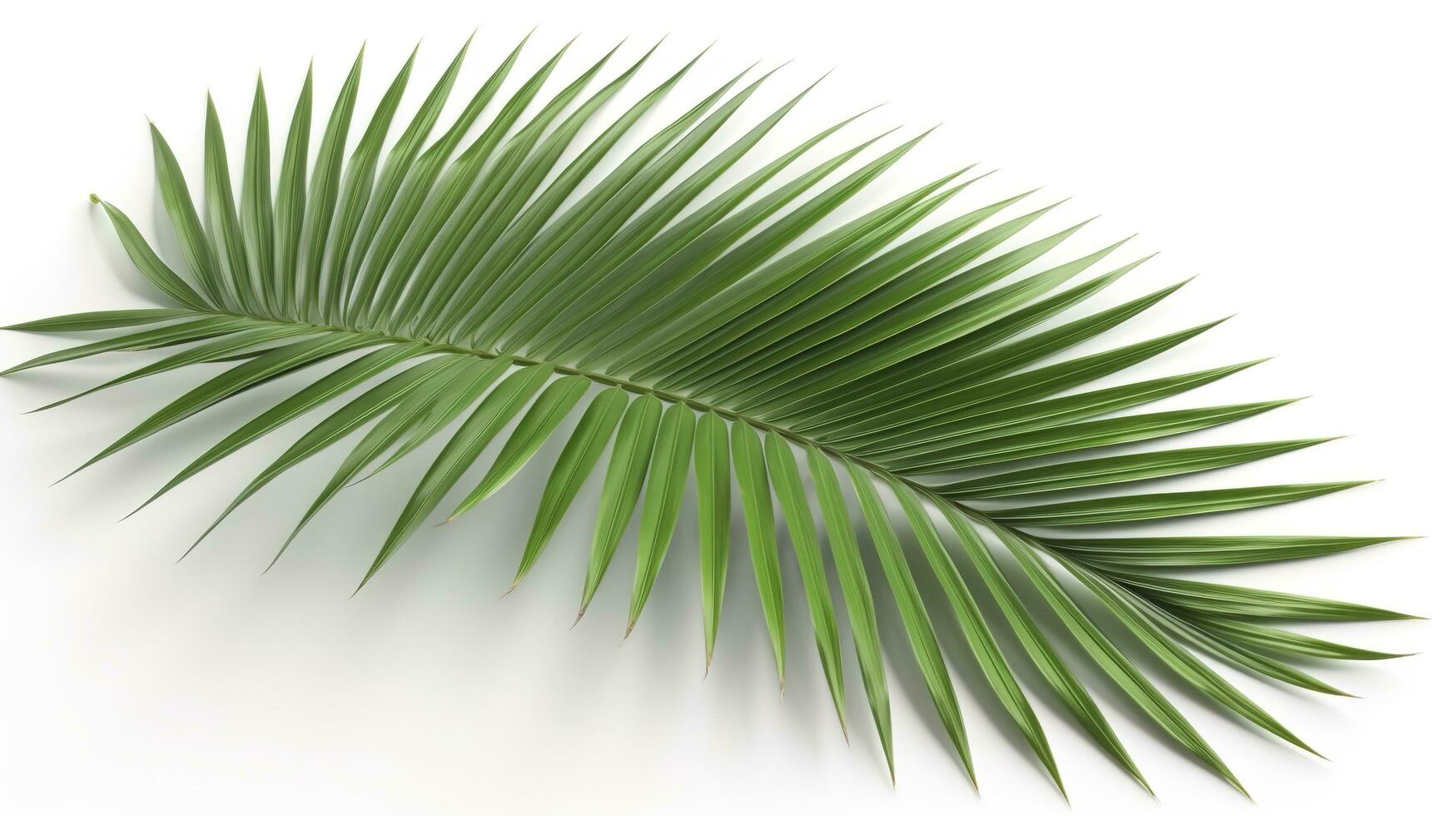 Palm leaves isolated on white background, generate ai photo