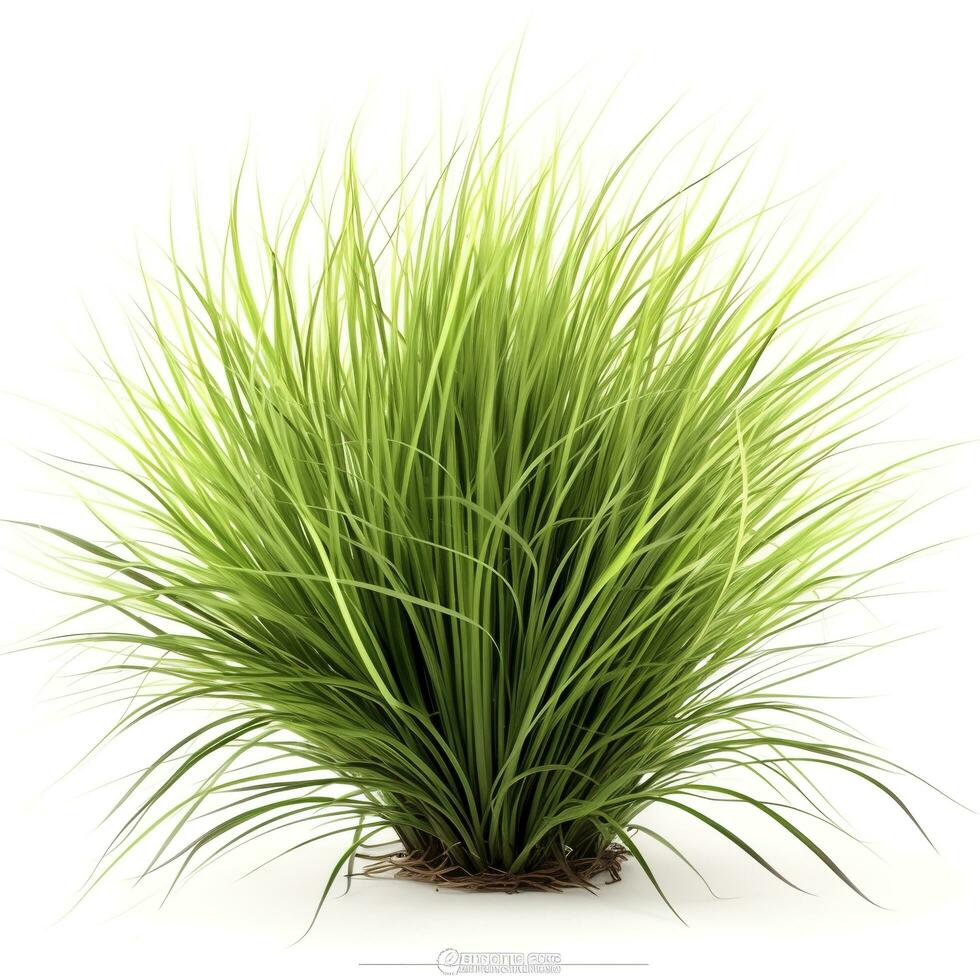 GREEN ornamental grass isolated on white backgroundi, generate ai photo