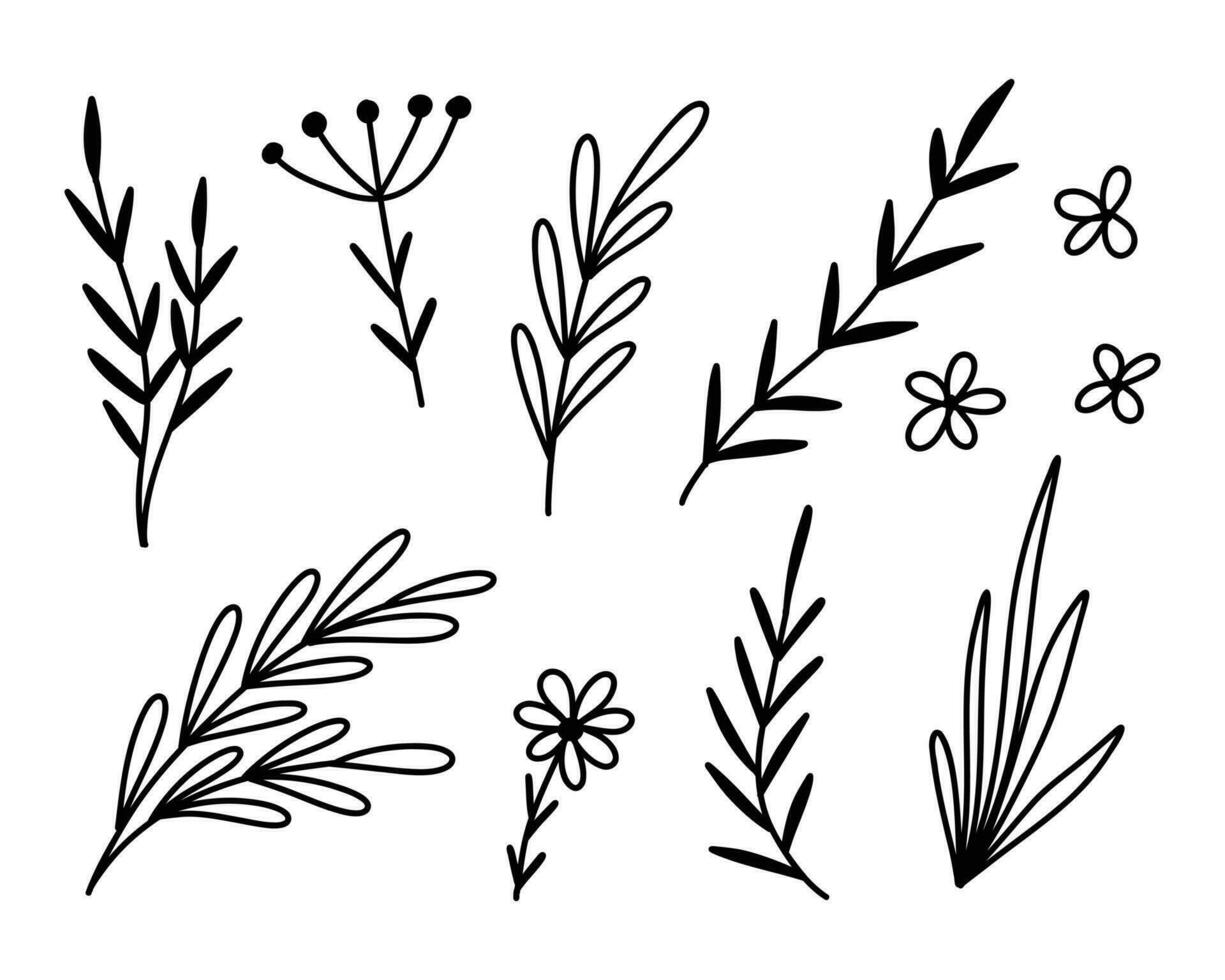 conjunto de hojas y flores en garabatear estilo. vector ilustración. lineal colección de ramas con hojas.