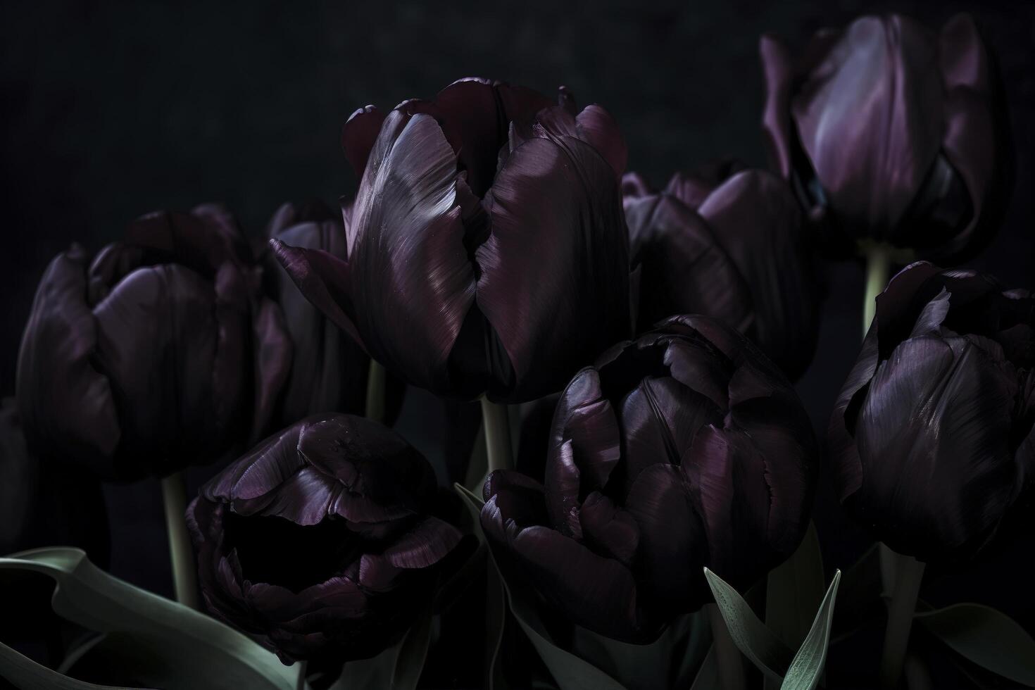 Black tulips on black background. Minimalistic contemporary bunch of elegant spring flowers. image. photo