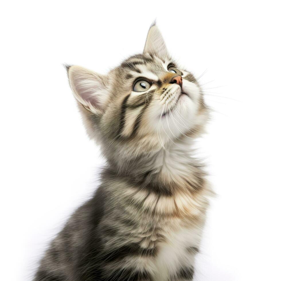 playful funny kitten looking up. isolated on white background, generate ai photo