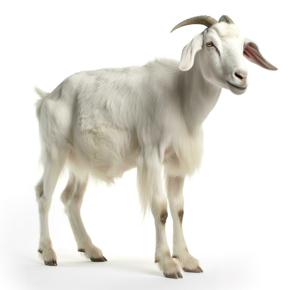 Goat isolated on white background, generate ai photo