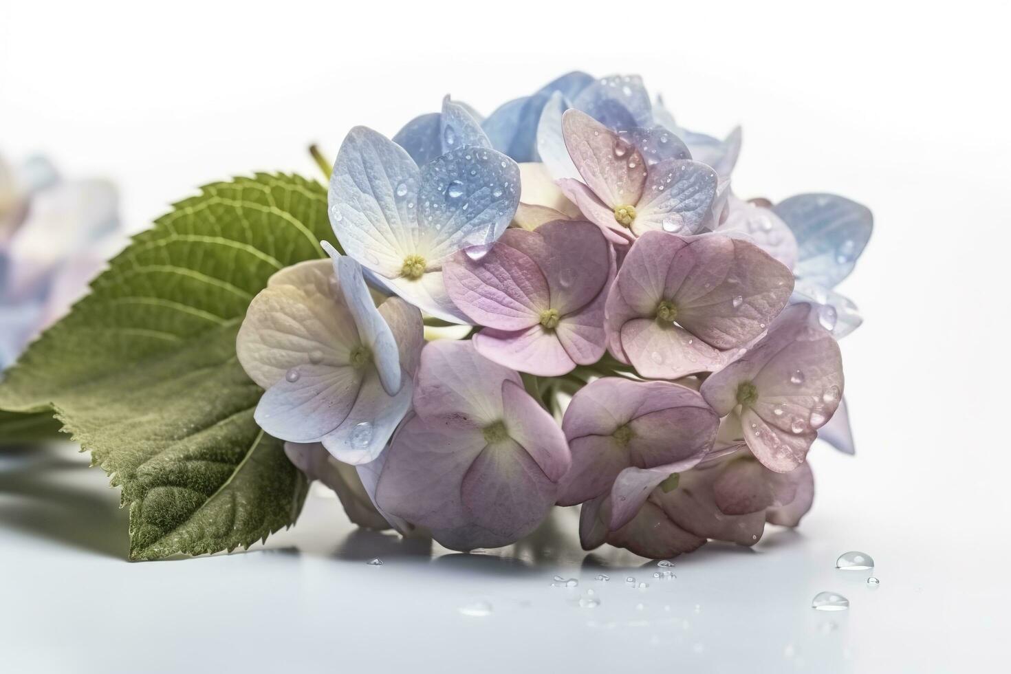 Hydrangea Blossom, Weltfrauentag Means International Womens Day , isolated on white background, generate ai photo