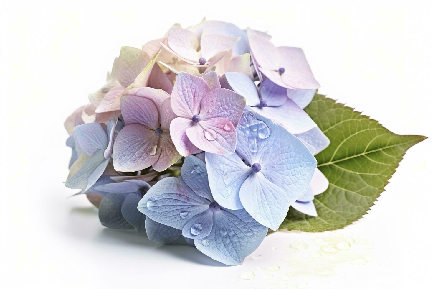 Hydrangea Blossom, Weltfrauentag Means International Womens Day , isolated on white background, generate ai photo