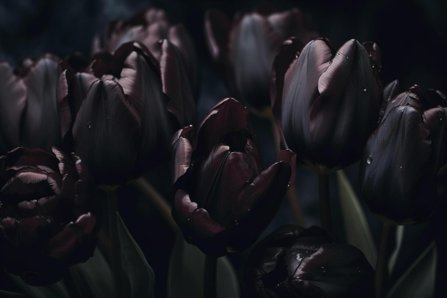 Black tulips on black background. Minimalistic contemporary bunch of elegant spring flowers. image. photo