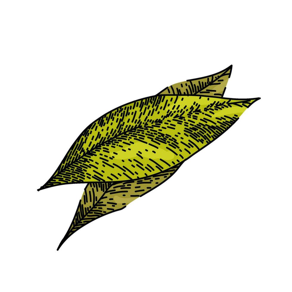 bay leaf herb tree sketch hand drawn vector