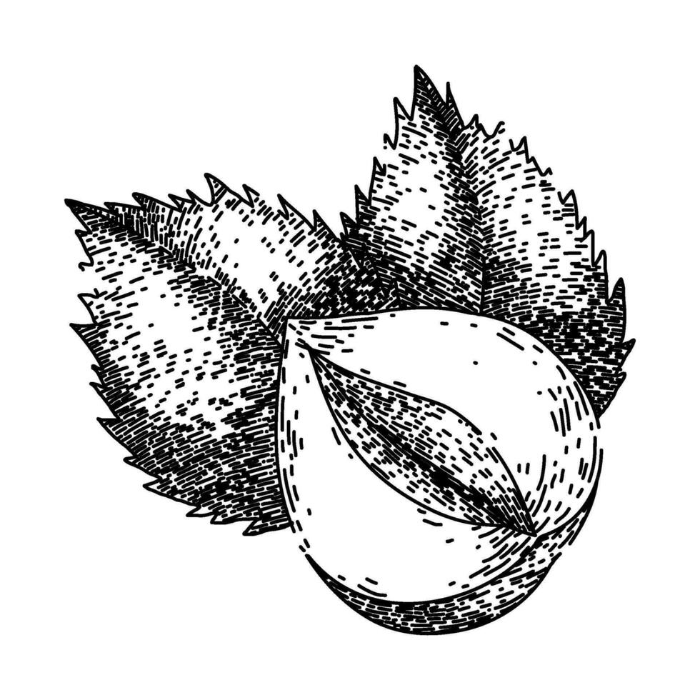 hazelnut nut leaf sketch hand drawn vector