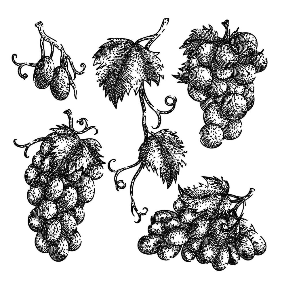 grape food bunch set sketch hand drawn vector