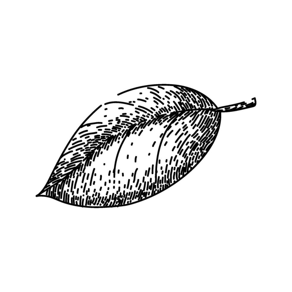 basil leaf herb food sketch hand drawn vector 25440262 Vector Art at