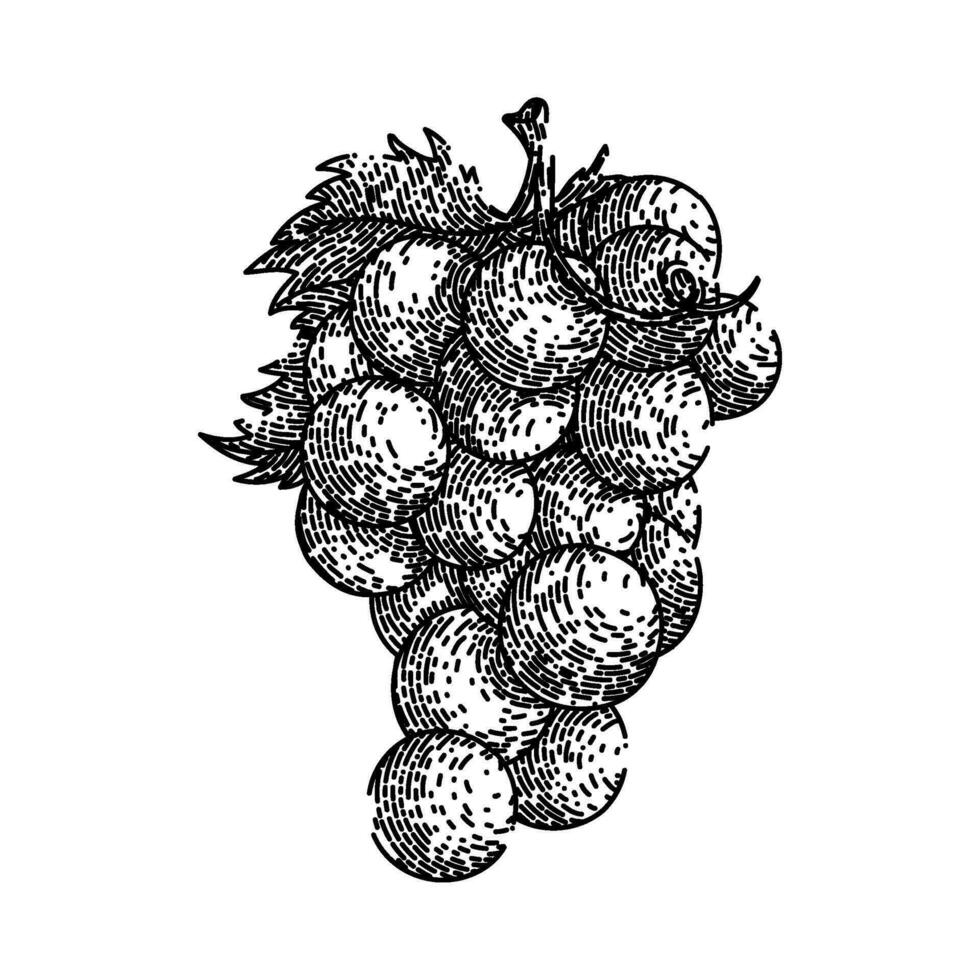 grape bunch red sketch hand drawn vector