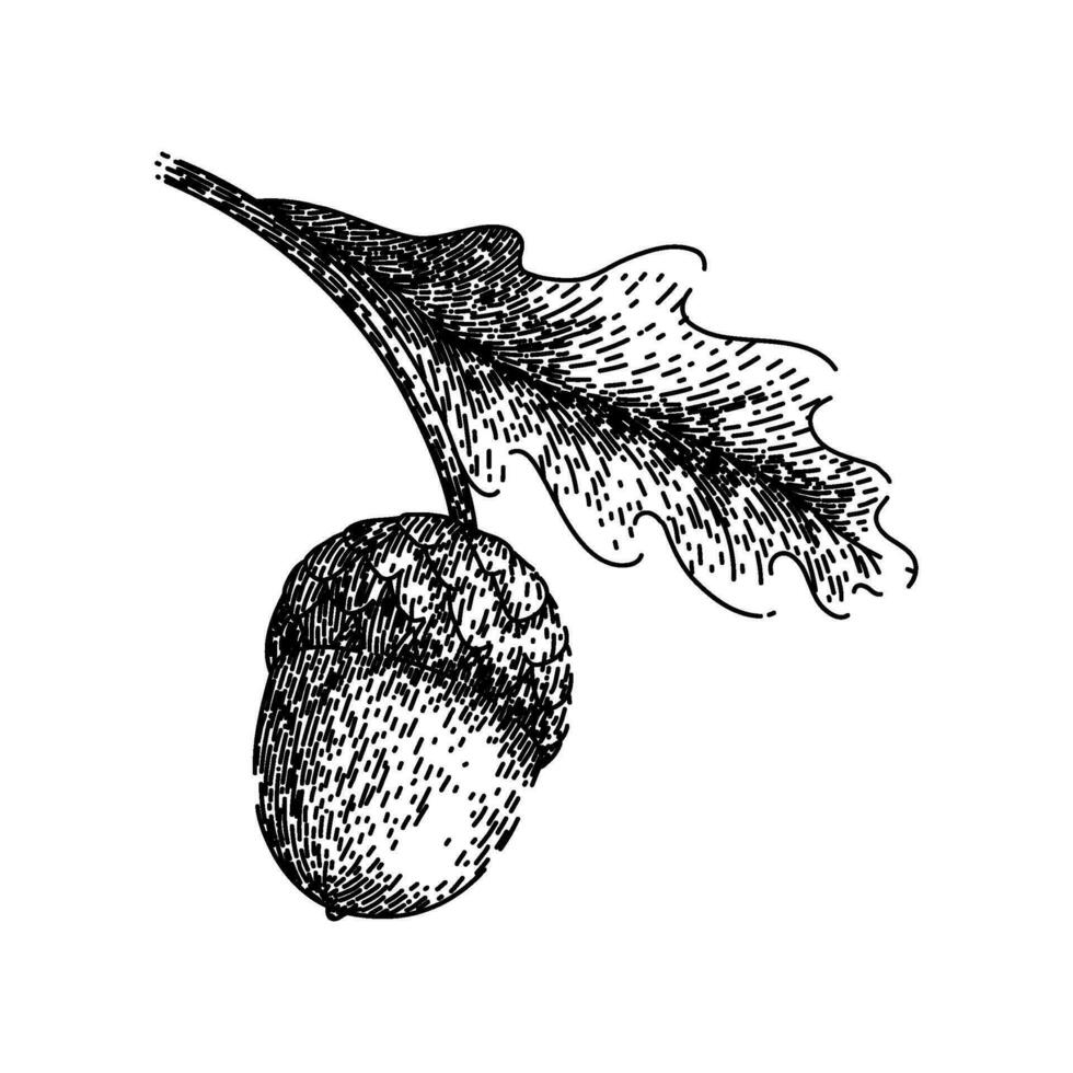 acorn nut green leaf sketch hand drawn vector