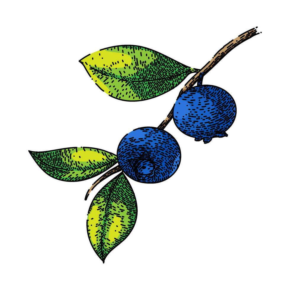 blueberry blue fresh sketch hand drawn vector