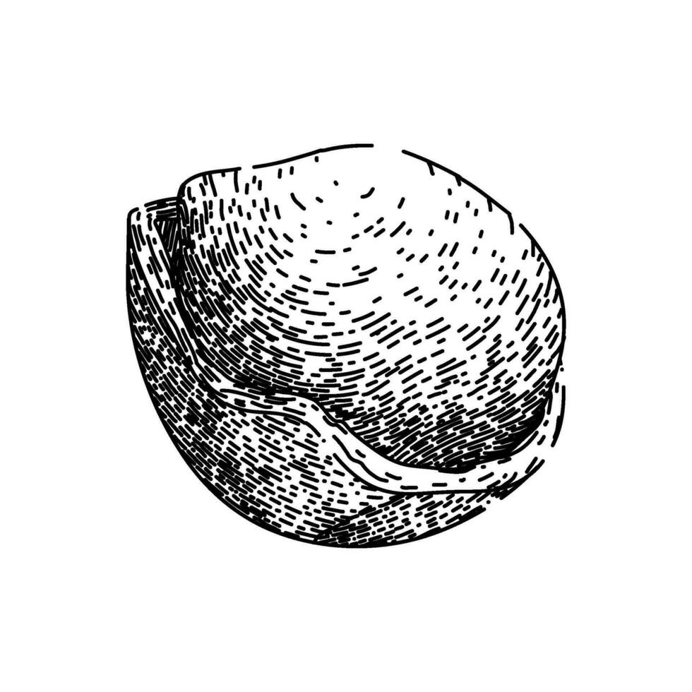 hazelnut nut sketch hand drawn vector