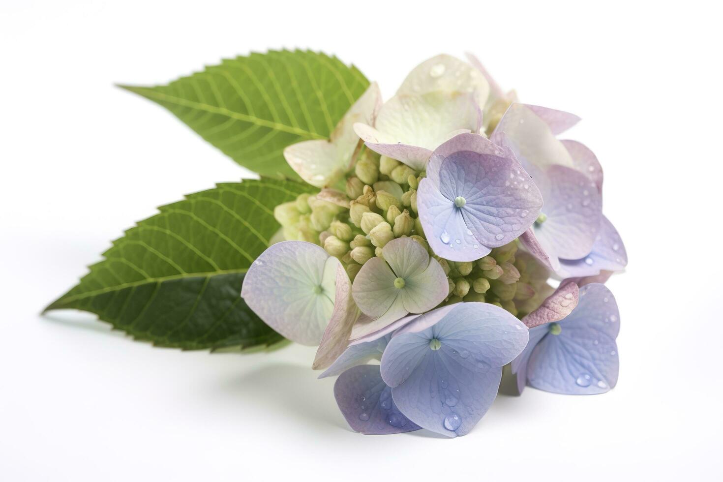 Hydrangea Blossom, Weltfrauentag Means International Womens Day , isolated on white background, generate ai photo