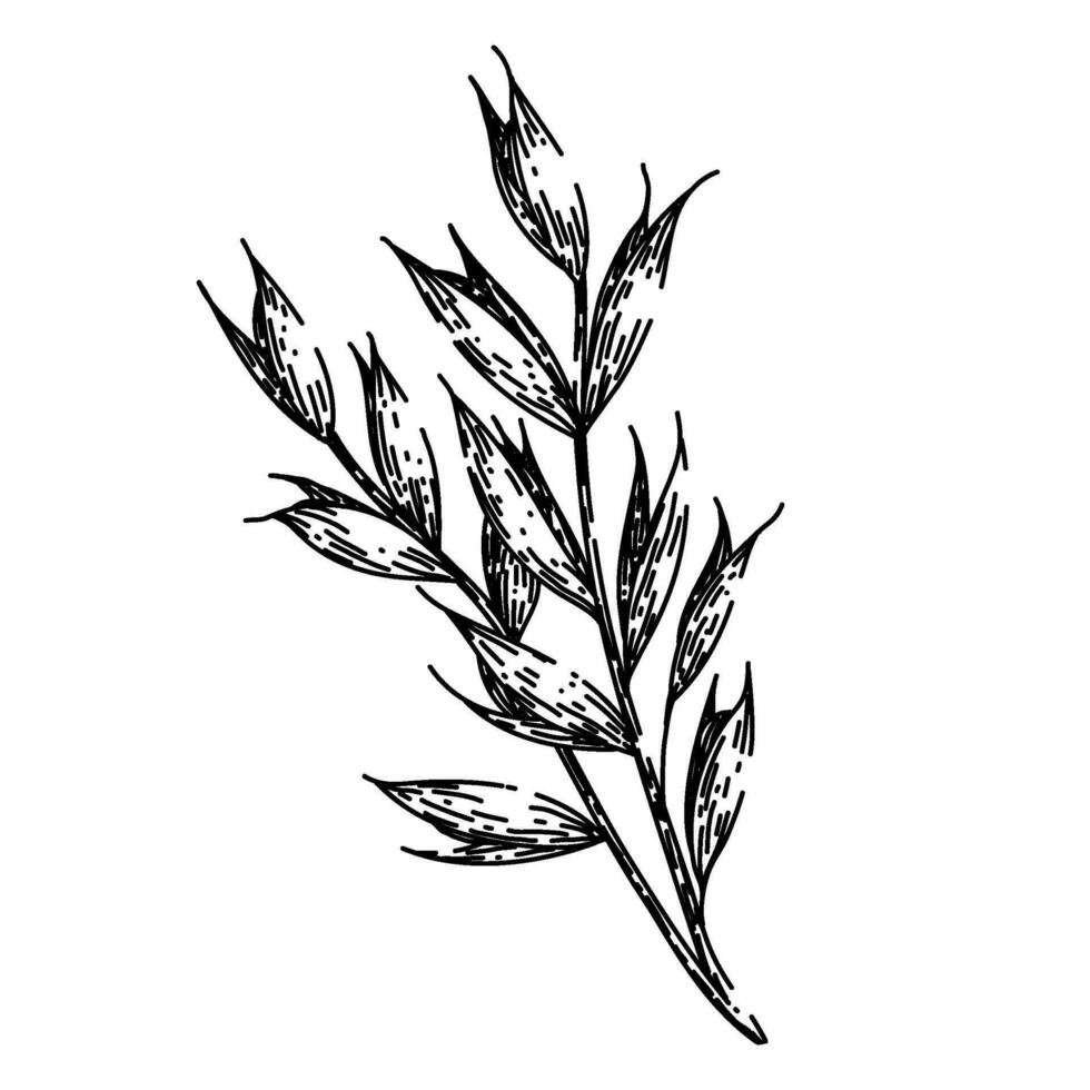 oatmeal oat plant sketch hand drawn vector