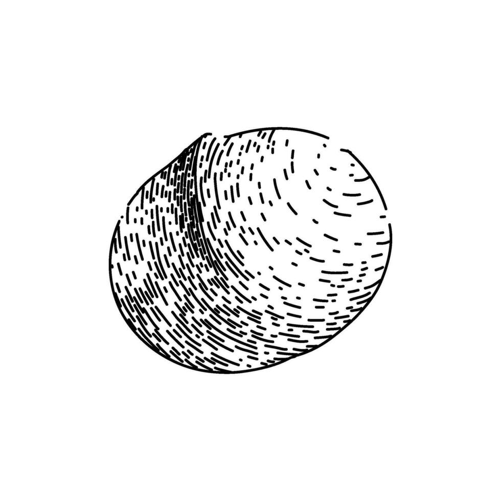 macadamia nut crack sketch hand drawn vector