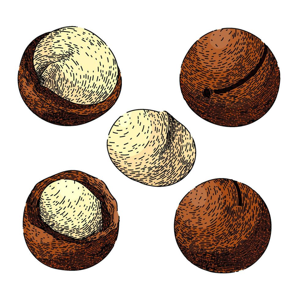 macadamia nuez conjunto bosquejo mano dibujado vector
