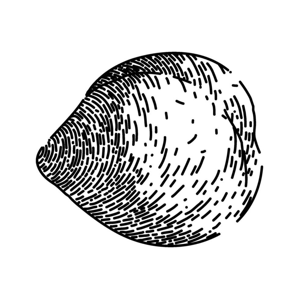 chickpea hummus pea sketch hand drawn vector